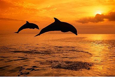 《孤岛惊魂6》AMD FSR技术性能提升了44%