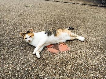 《星之海》DLC“春日黎明”11月12日上线 免费更新